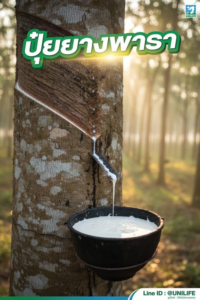 20251022 1169229950335851226919946137855